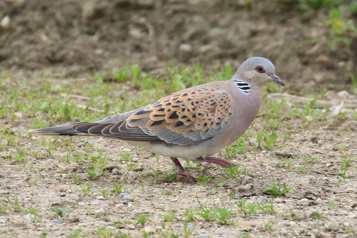 Turtle Dove