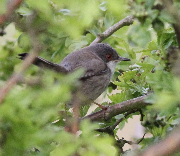 Sardinian Warbler
