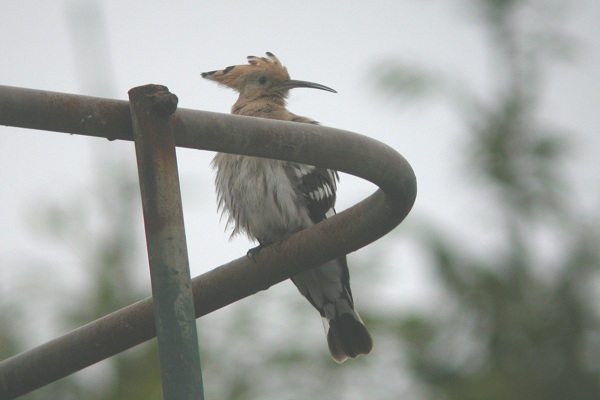 Hoopoe