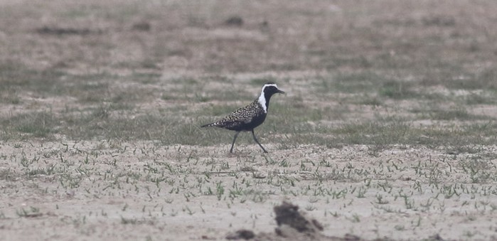 American Golden Plover
