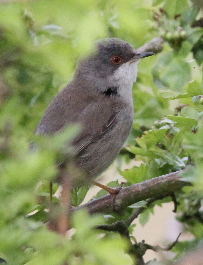 Sardinian Warbler