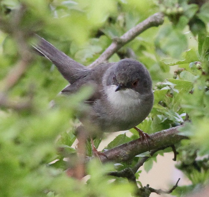 Sardinian Warbler