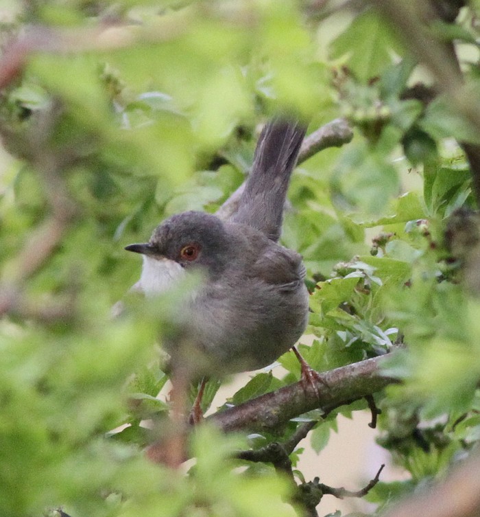 Sardinian Warbler