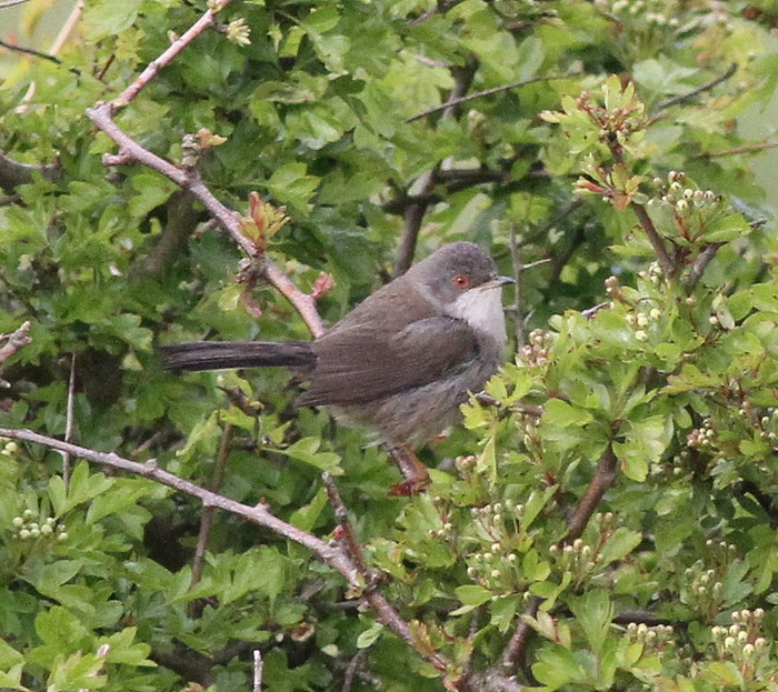 Sardinian Warbler