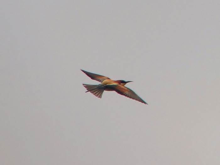 Bee-eater