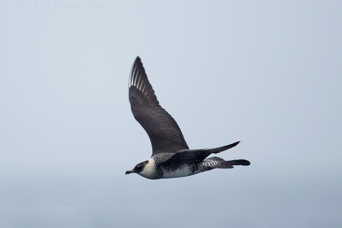 Pomarine Skua
