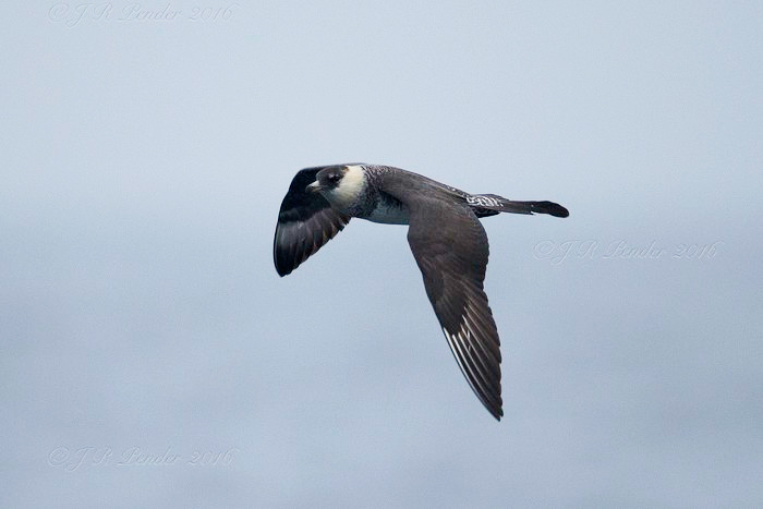 Pomarine Skua
