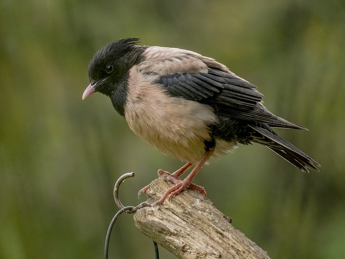 Rose-coloured Starling