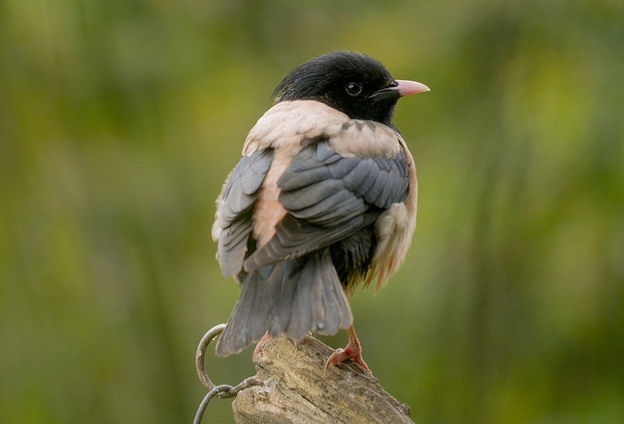 Rose-coloured Starling