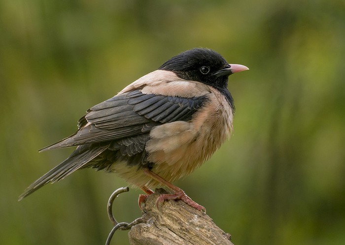 Rose-coloured Starling