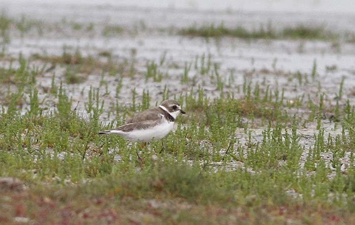 Semipalmated Plover