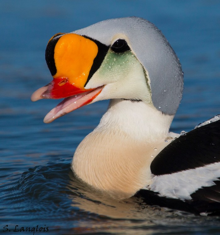King Eider