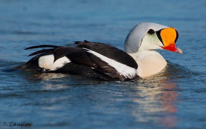 King Eider