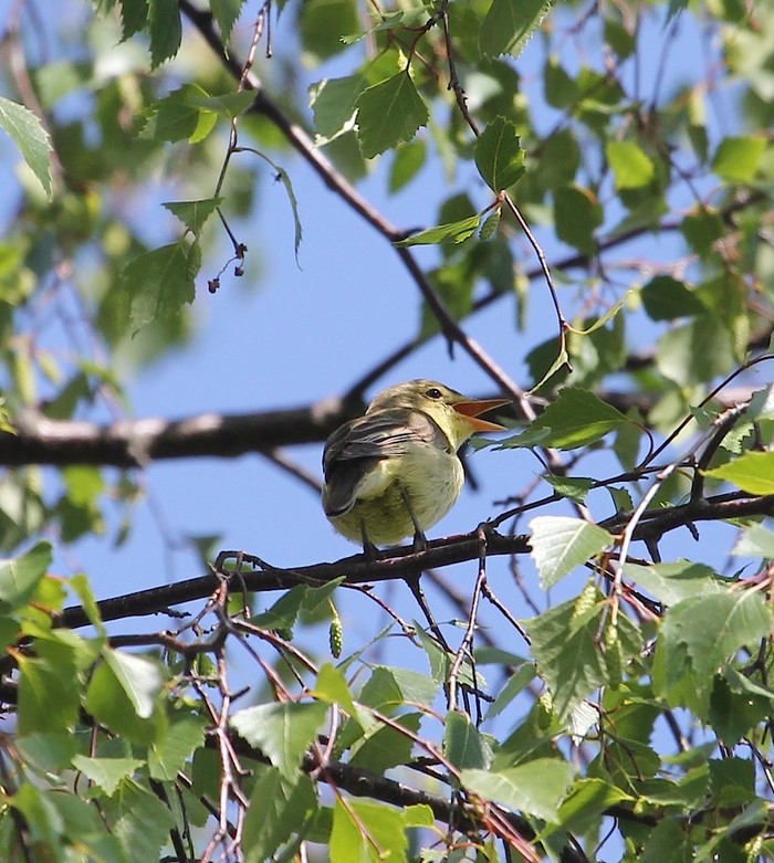 Icterine Warbler