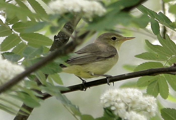 Icterine Warbler