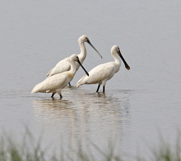 Spoonbill
