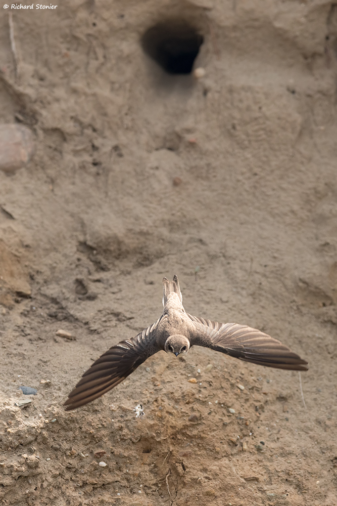 Sand Martin