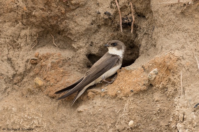 Sand Martin