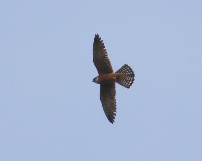Red-footed Falcon