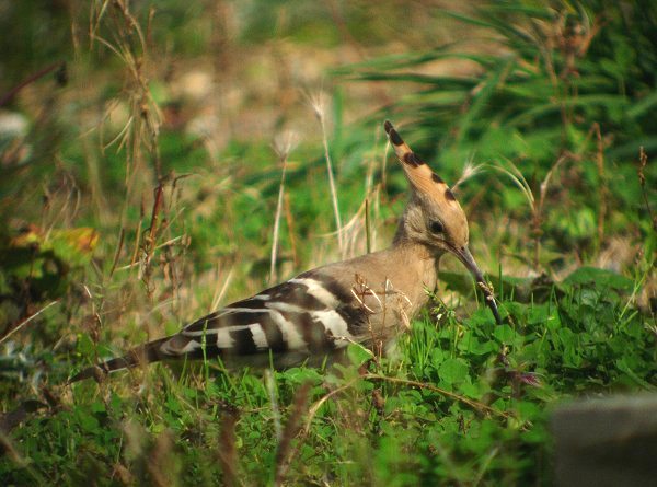 Hoopoe