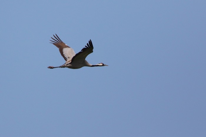 Common Crane