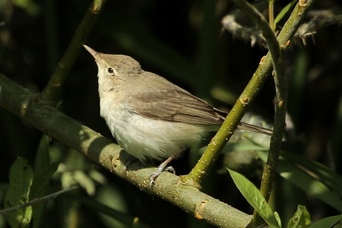 Eastern Olivaceous Warbler