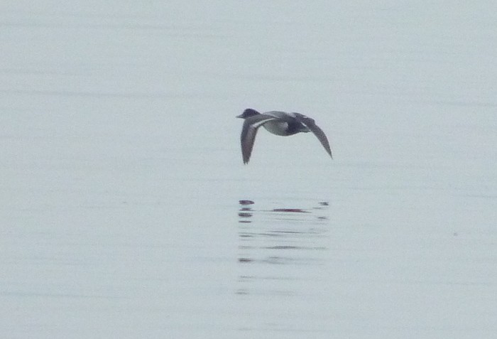 Lesser Scaup