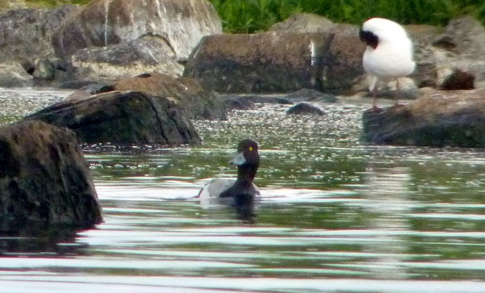 Lesser Scaup