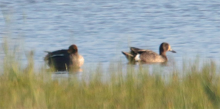 Blue-winged Teal