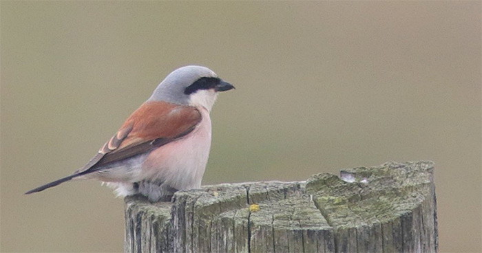 Red-backed Shrike