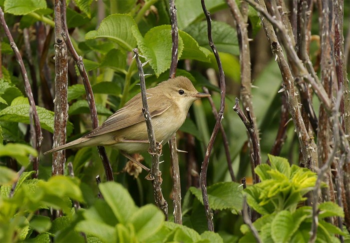 Marsh Warbler