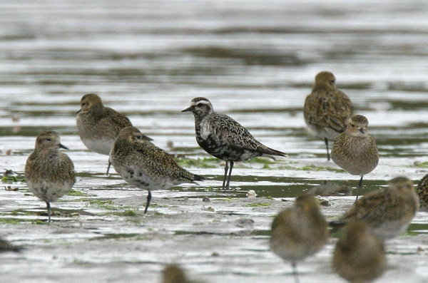 American Golden Plover
