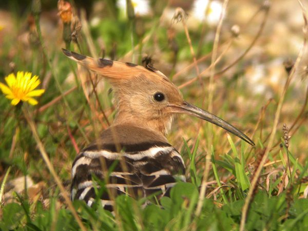 Hoopoe