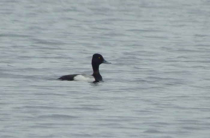 Lesser Scaup