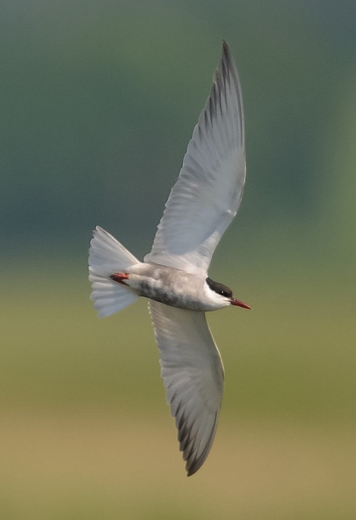 Whiskered Tern