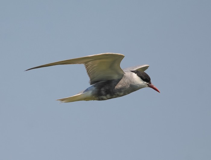 Whiskered Tern