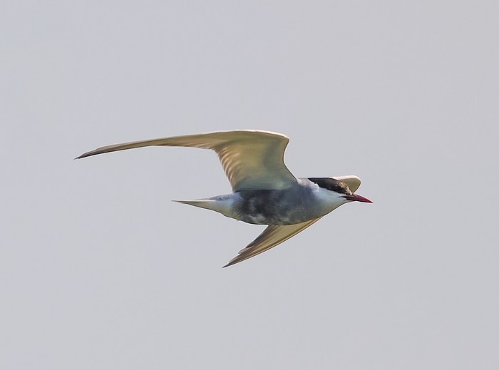 Whiskered Tern