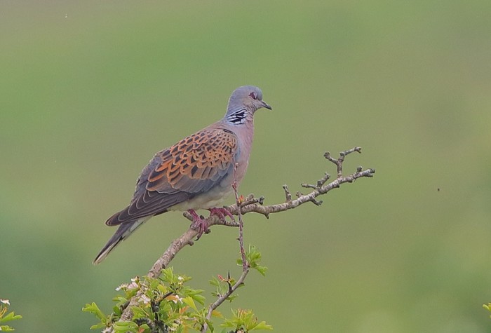 Turtle Dove