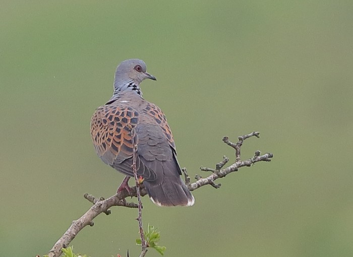 Turtle Dove