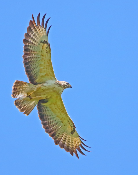 Buzzard