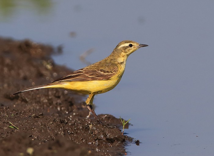 Yellow Wagtail