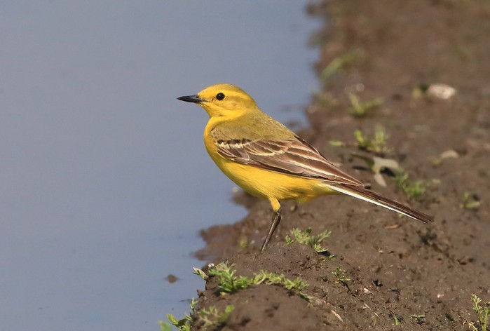 Yellow Wagtail