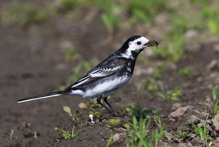 Pied Wagtail