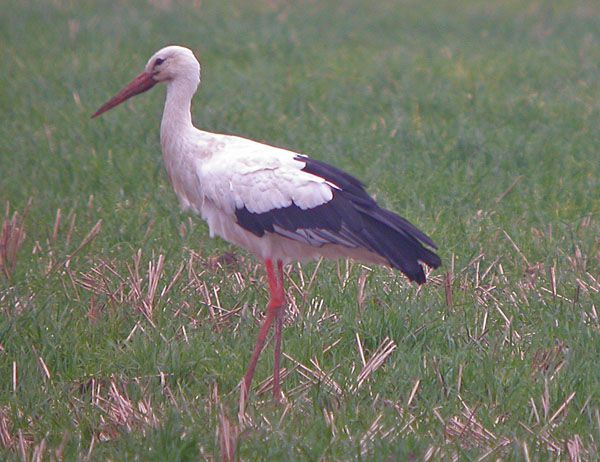 White Stork