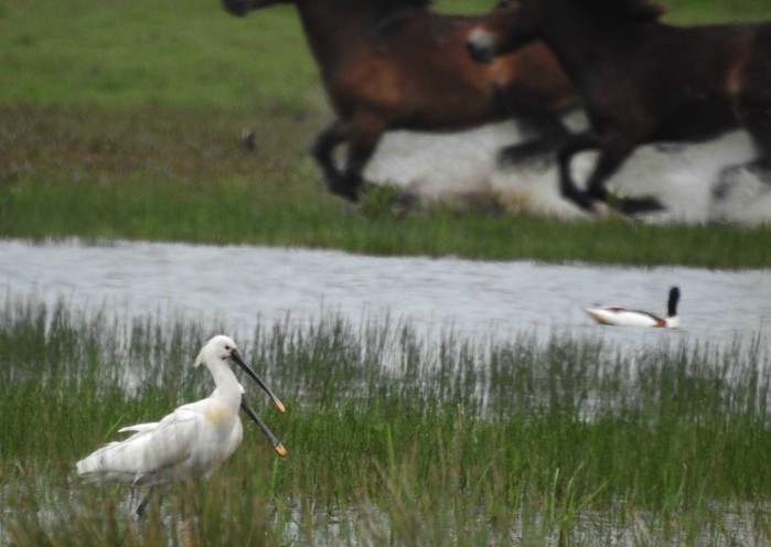 Spoonbill