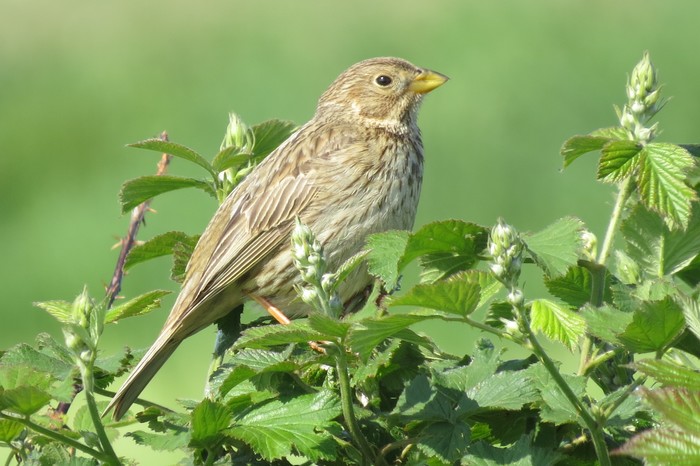 Corn Bunting
