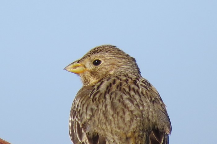 Corn Bunting