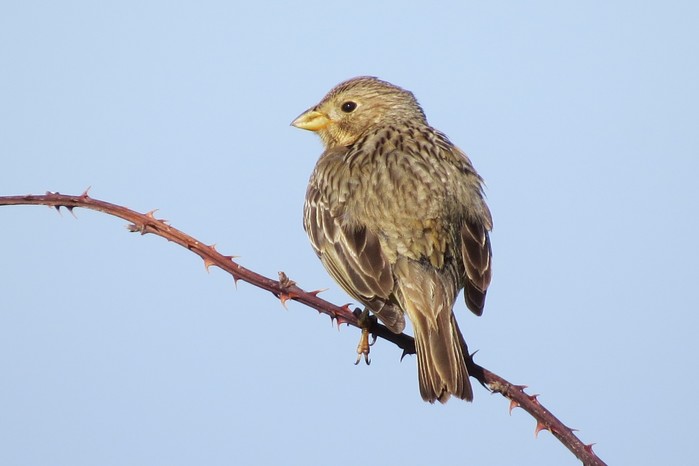 Corn Bunting