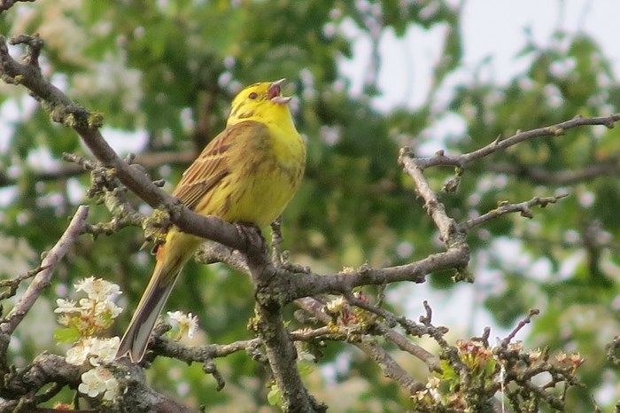 Yellowhammer