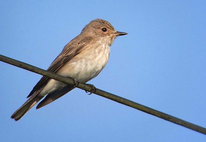 Spotted Flycatcher